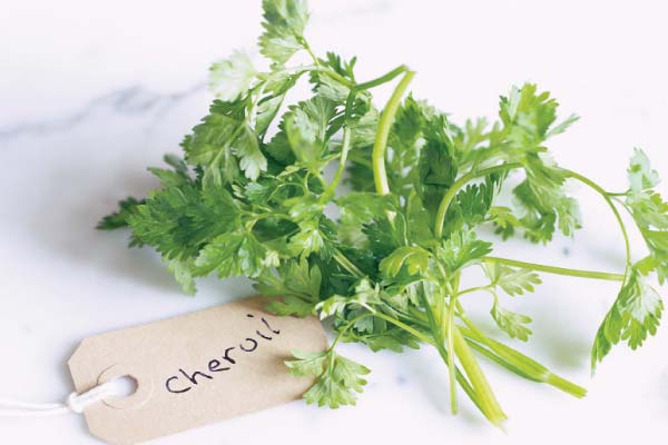 Chervil