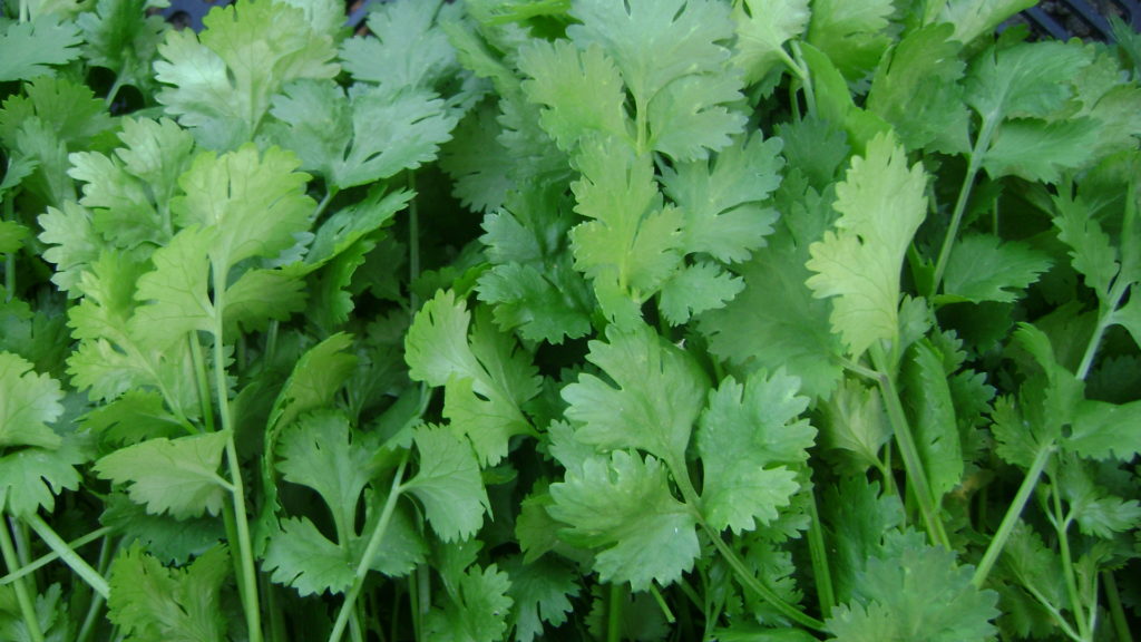 Coriander