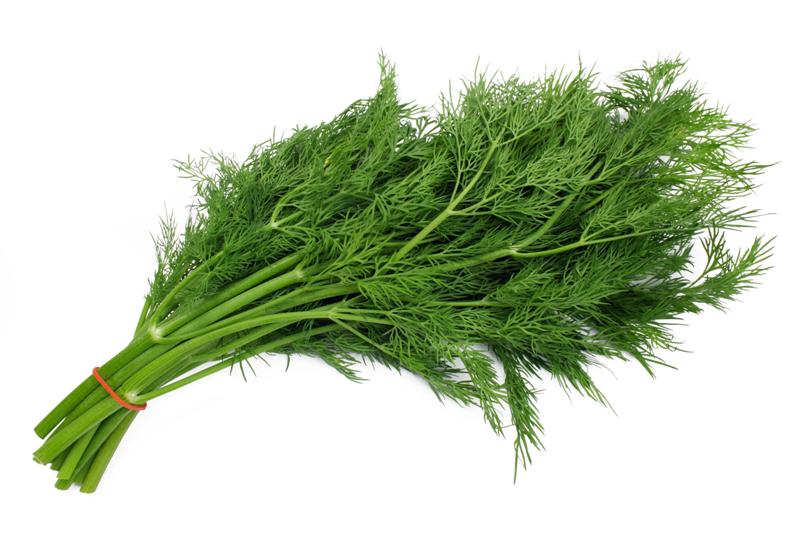 Dill Herb Plant