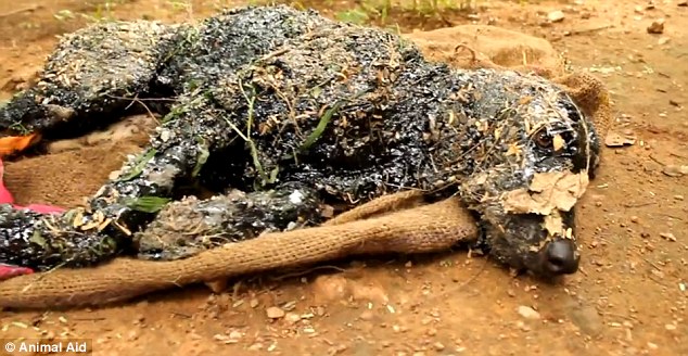 dog turned into rock