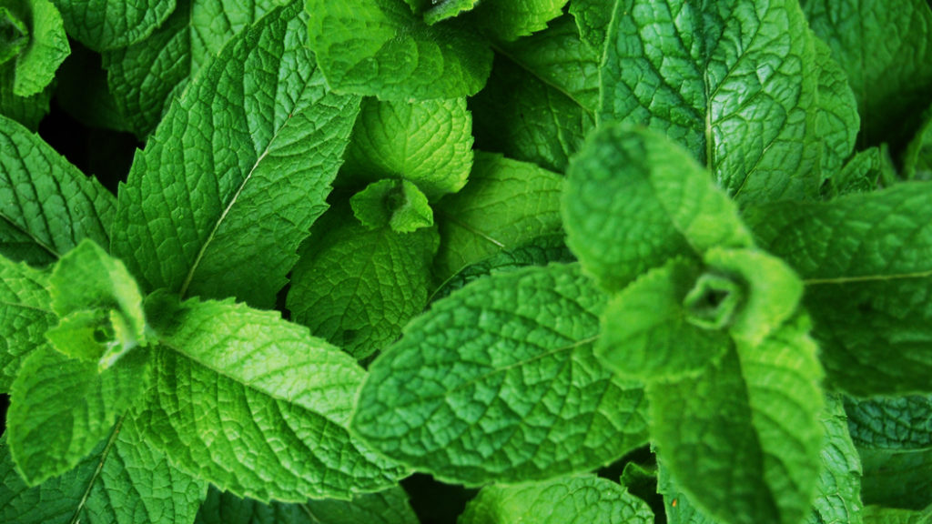 Peppermint Herb