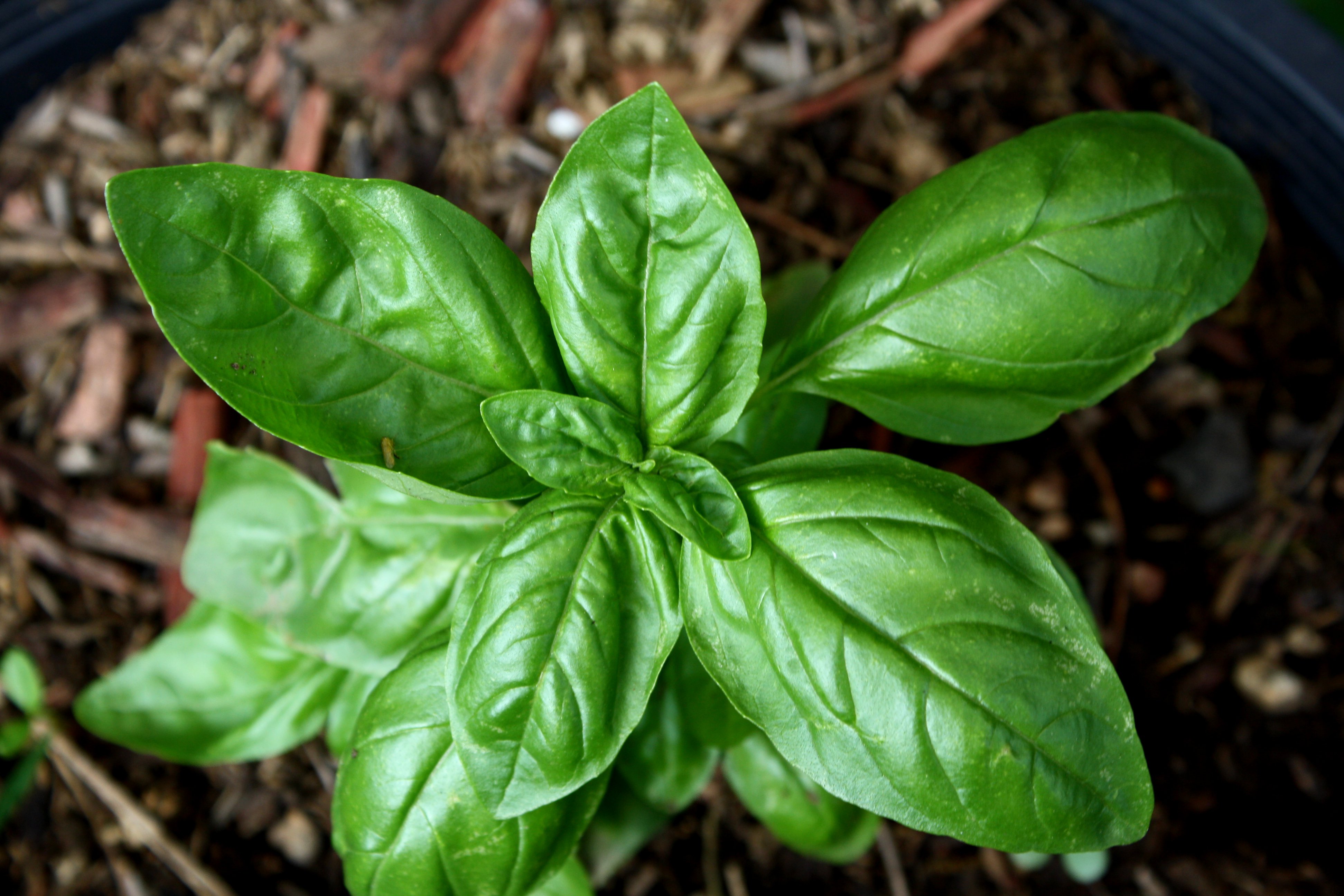 Sweet Basil