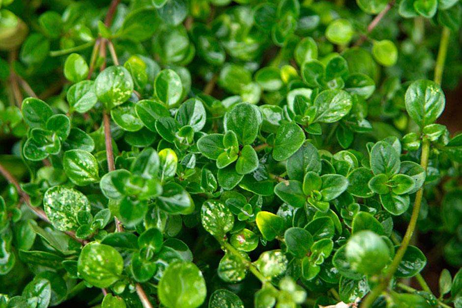 Thyme herb