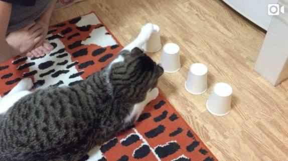 Cat plays cup and ball game