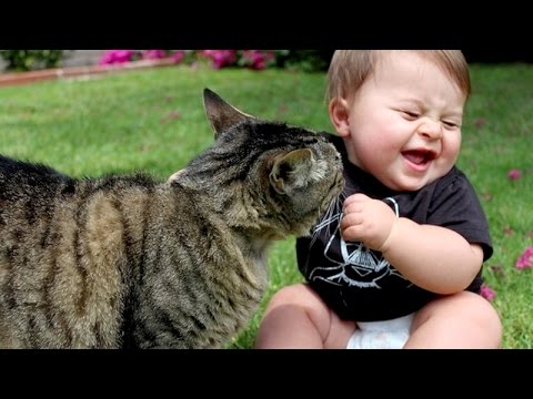 funny baby annoying cat