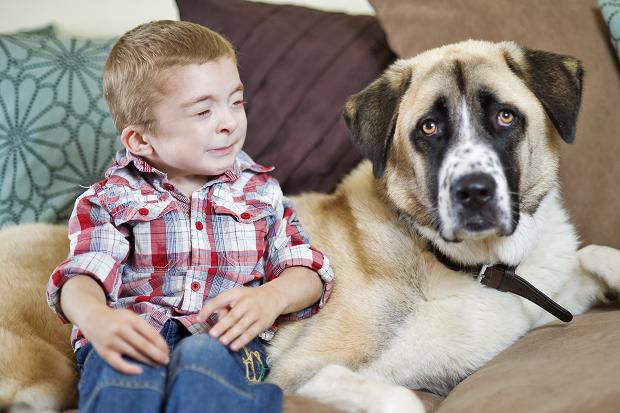 owen and haatchi