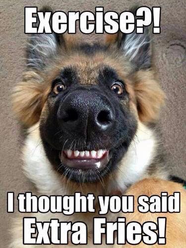 30 Funny Dog Memes That Will Make You Laugh All Day! Have ...