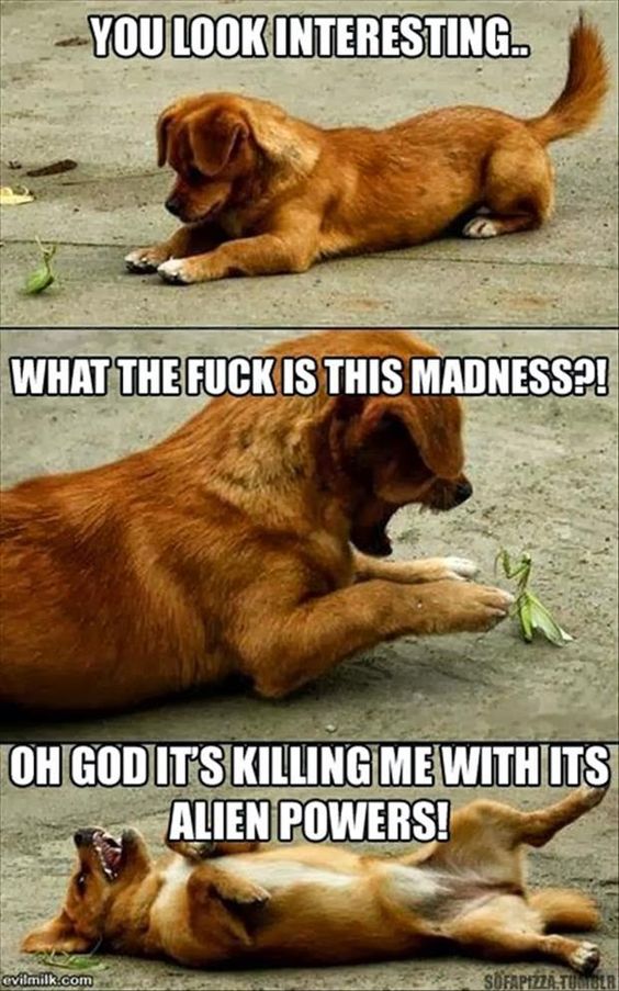 Top Funny Dog Memes