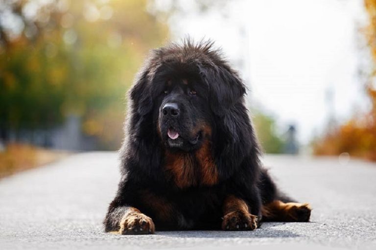 Top 30 World's Most Dangerous Dog Breeds You Need To Know